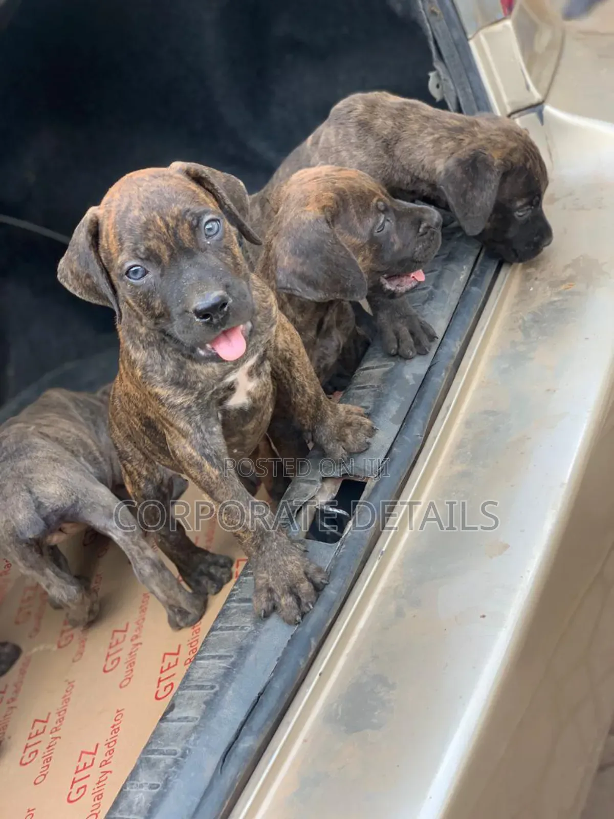 1-3 months Female Purebred Boerboel