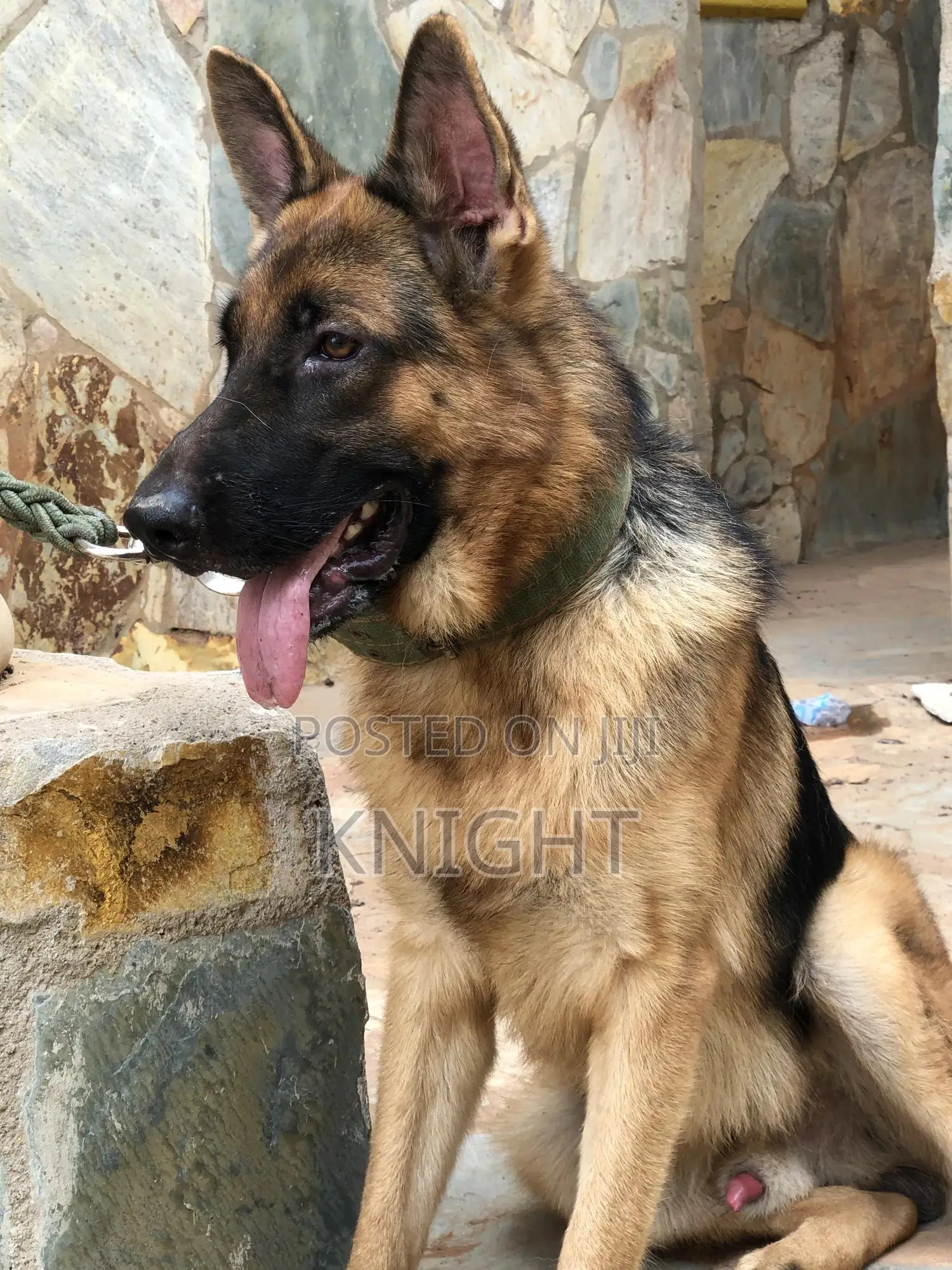 German Shepherd for Stud (Crossing)