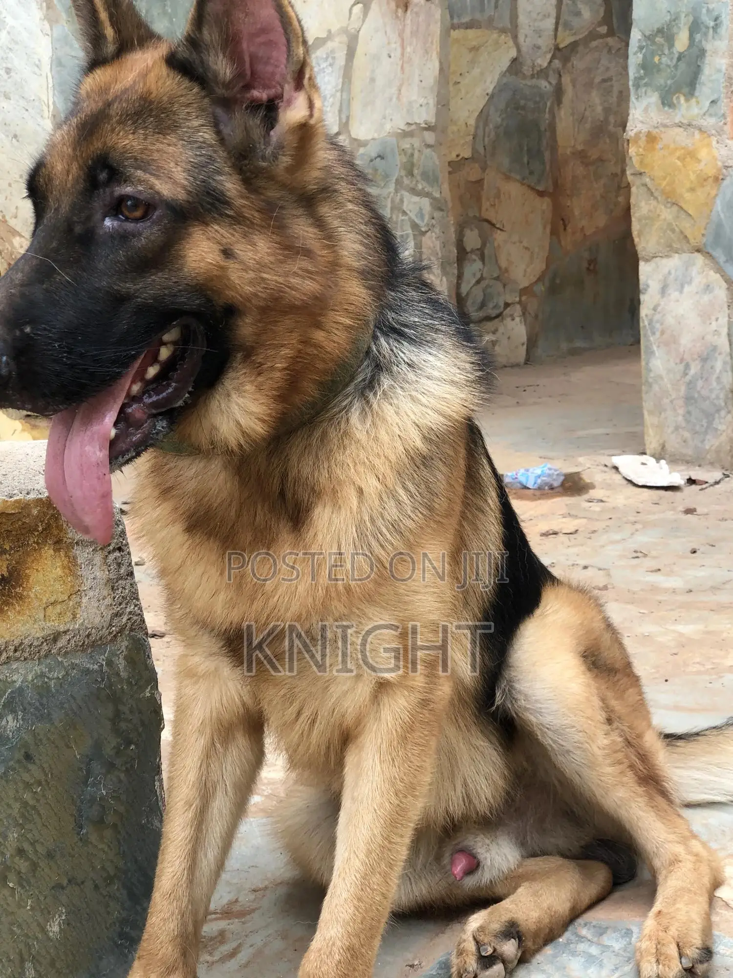 German Shepherd for Stud (Crossing)