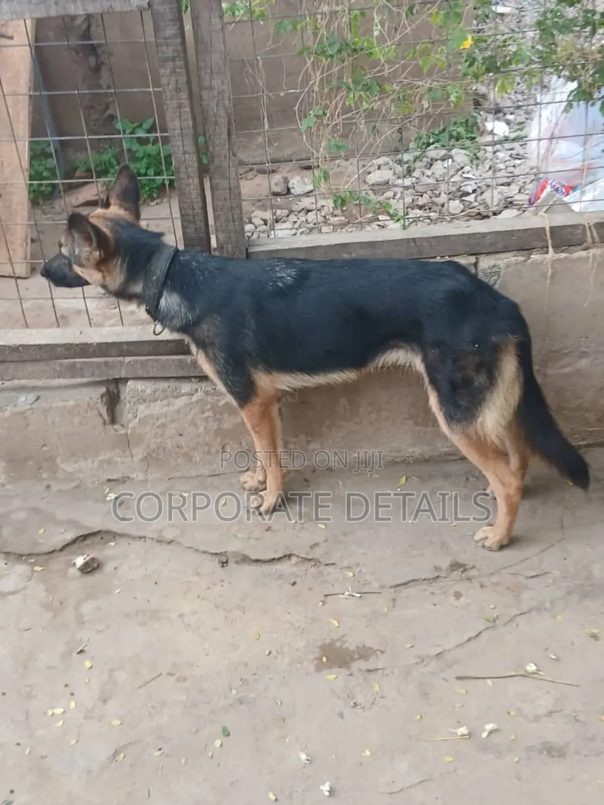 6-12 months Female Purebred German Shepherd