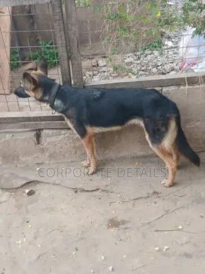 6-12 months Female Purebred German Shepherd