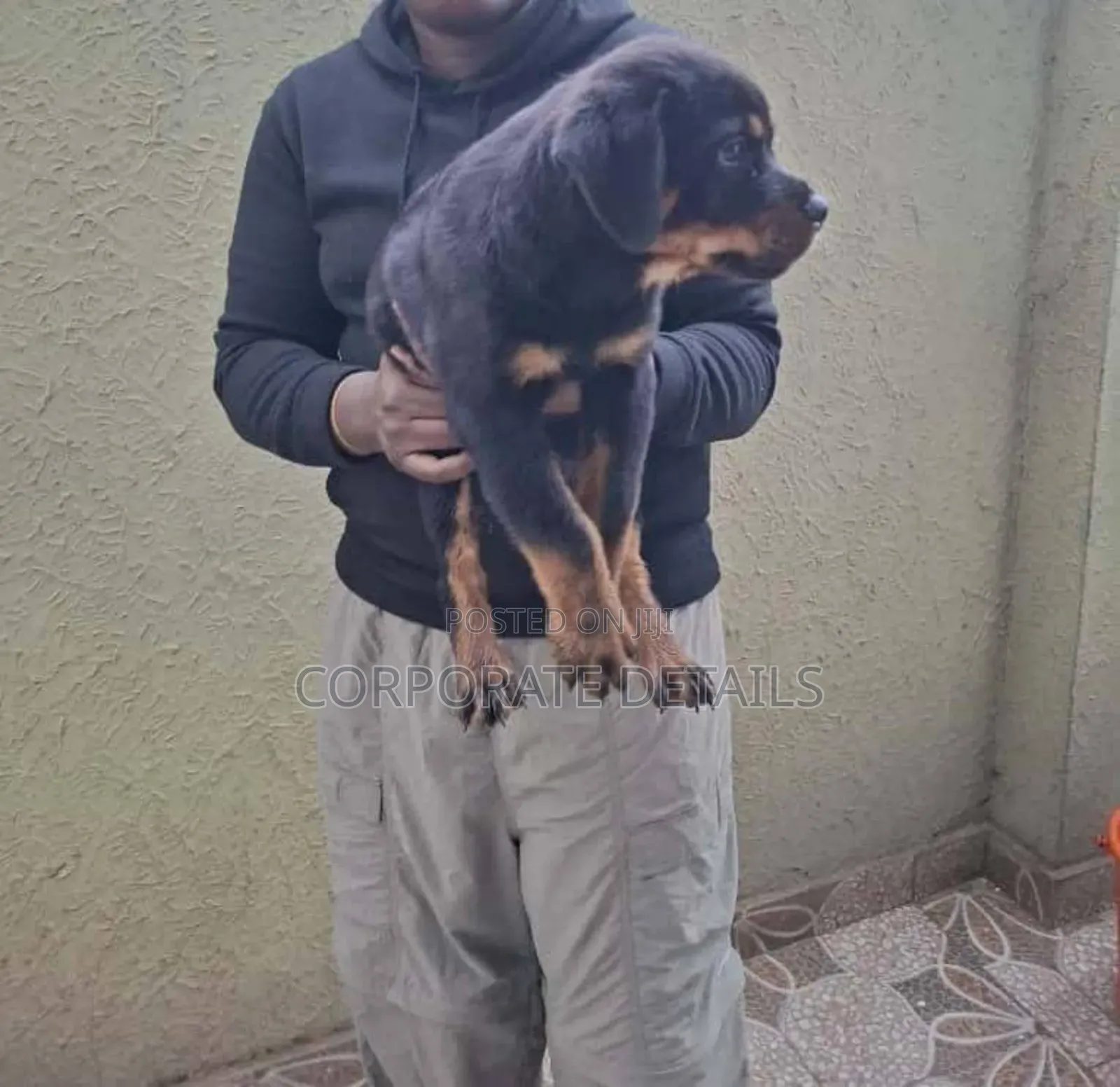 1-3 months Female Purebred German Shepherd