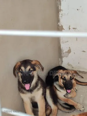 1-3 months Female Purebred German Shepherd