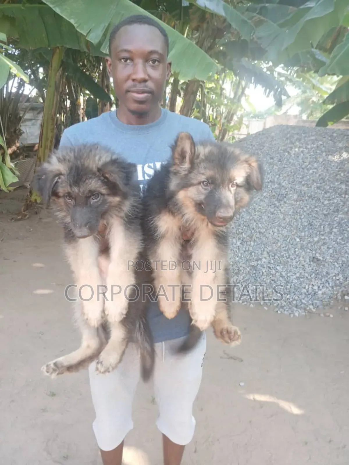 1-3 months Female Purebred German Shepherd
