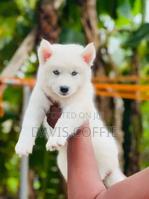 1-3 months Male Purebred Siberian Husky