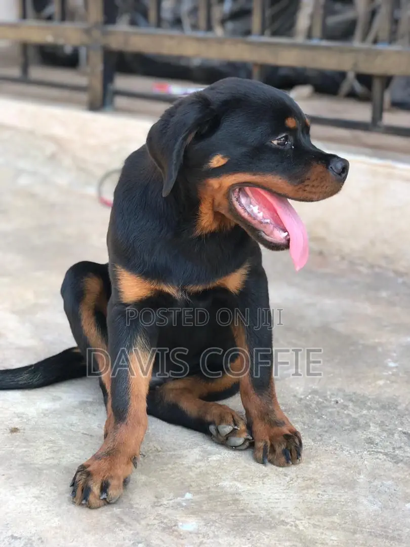 3-6 months Female Purebred Rottweiler