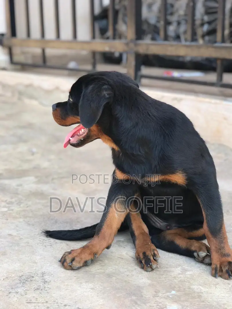 3-6 months Female Purebred Rottweiler