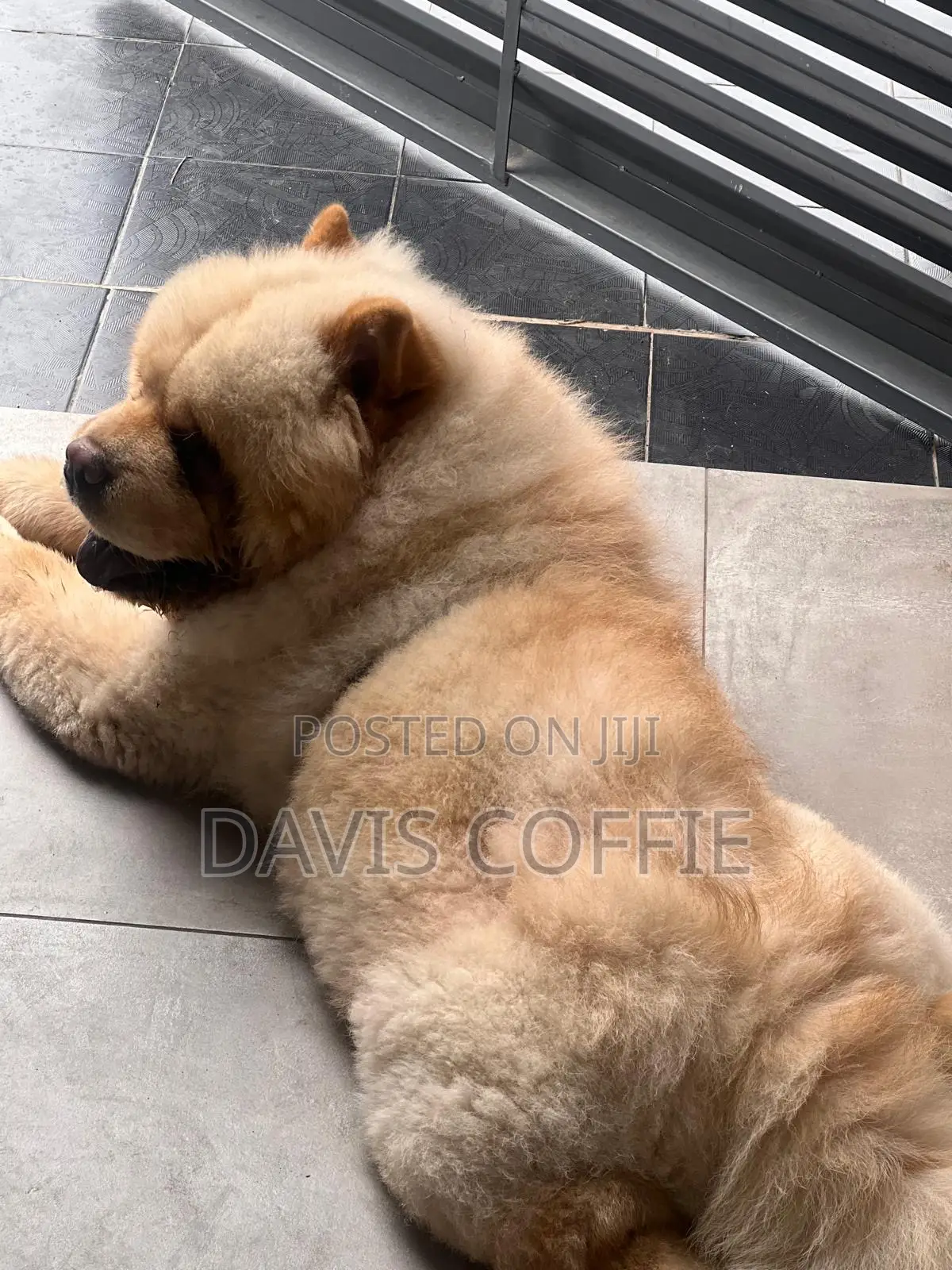 6-12 months Male Purebred Chow Chow