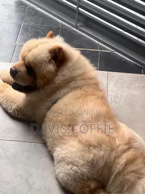 6-12 months Male Purebred Chow Chow