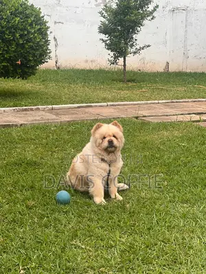 6-12 months Male Purebred Chow Chow