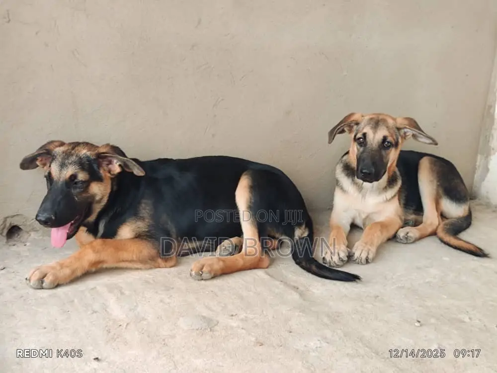 1-3 months Male Mixed Breed German Shepherd