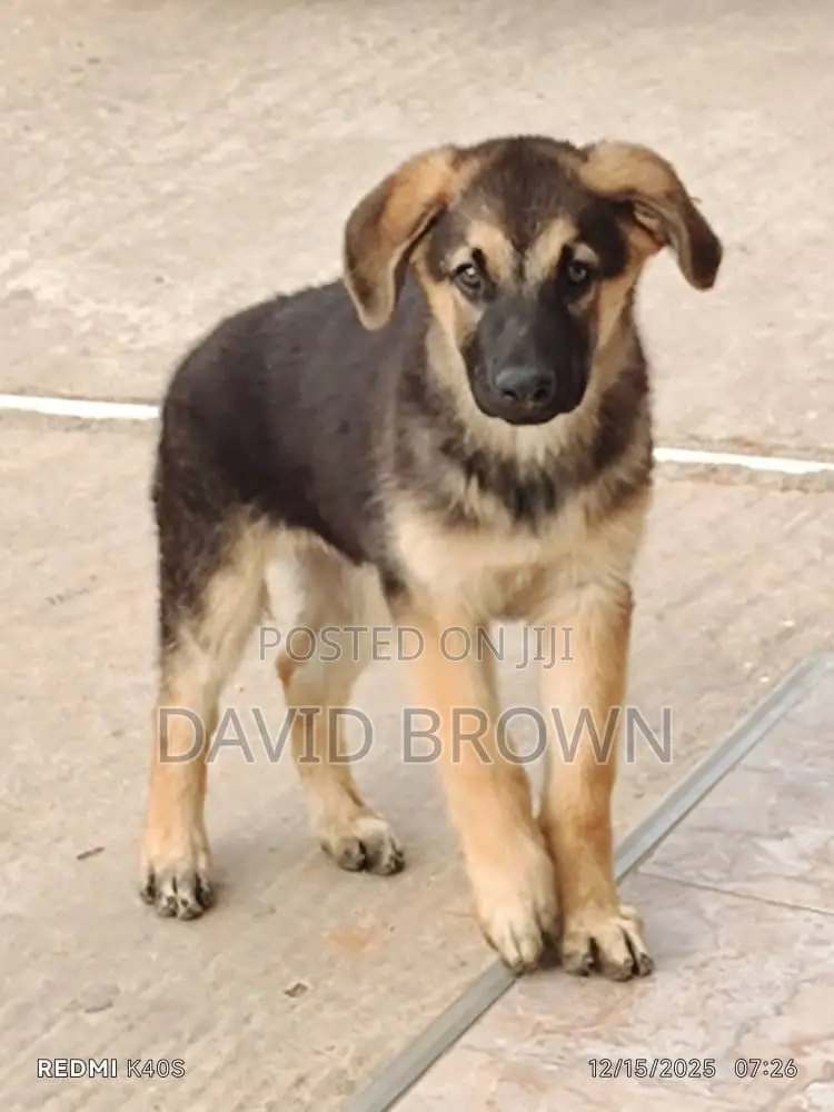 1-3 months Male Mixed Breed German Shepherd