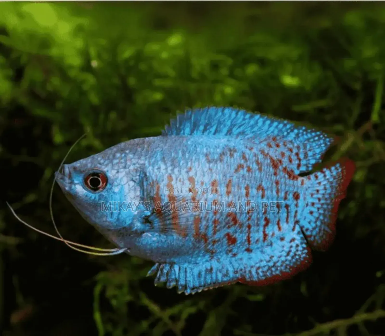 Aquarium Gourami Fishes