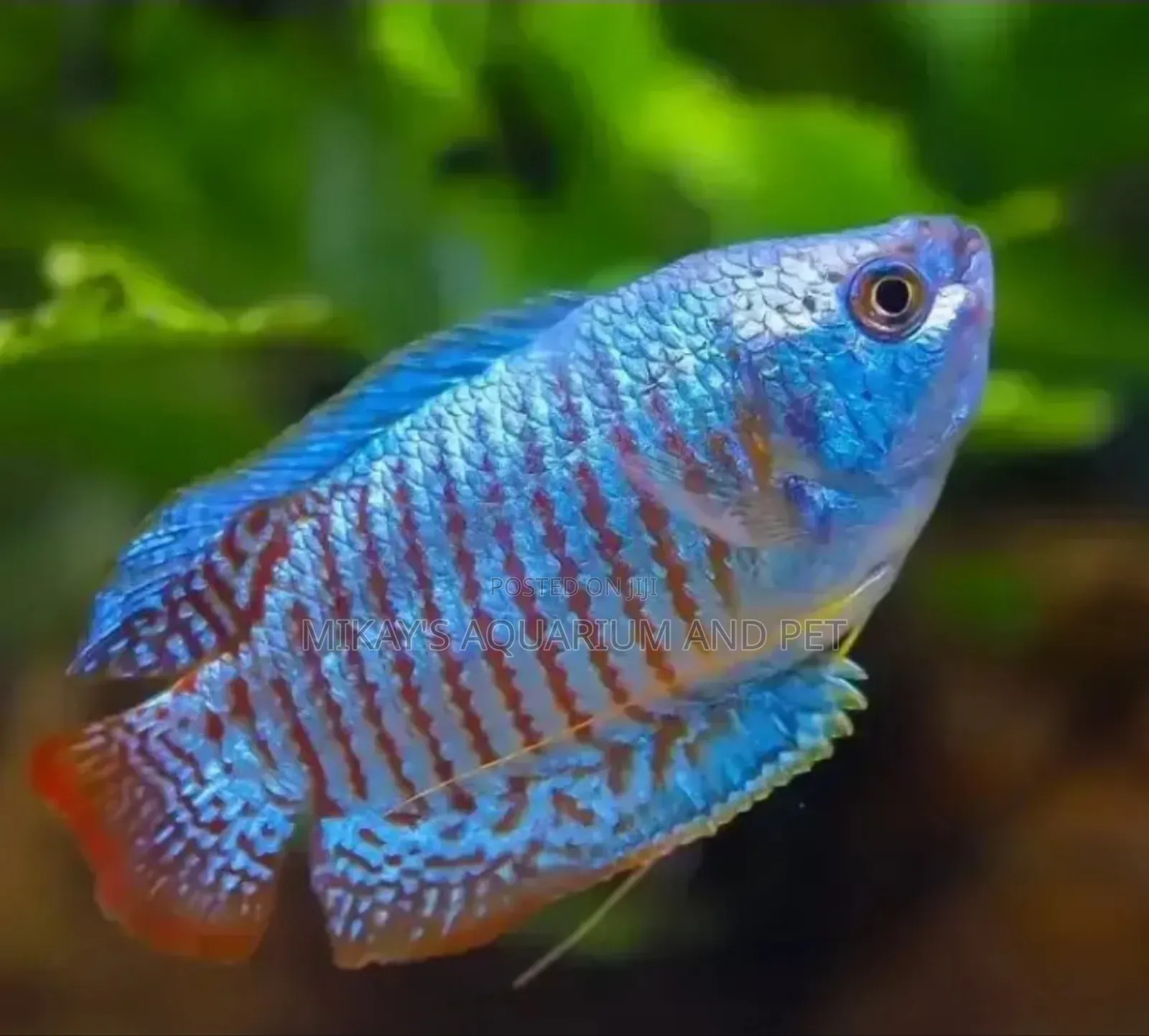 Aquarium Gourami Fishes