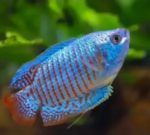 Aquarium Gourami Fishes