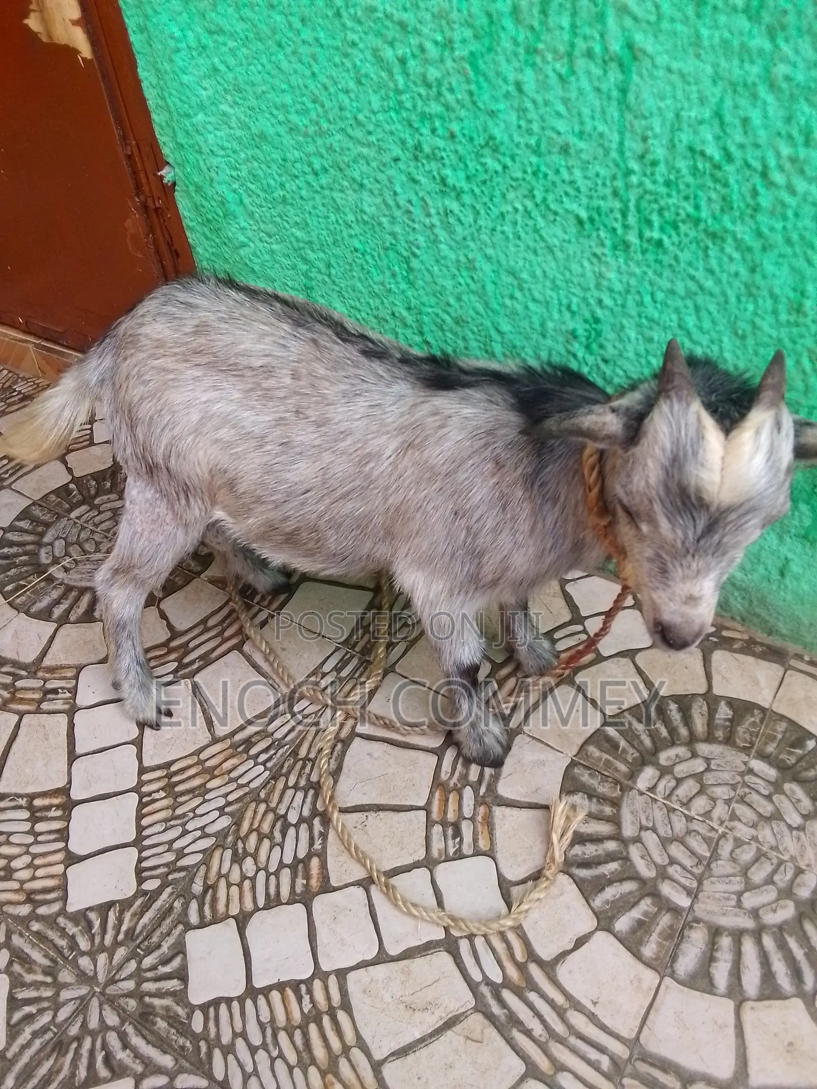 Pure Local Matured Male Goat