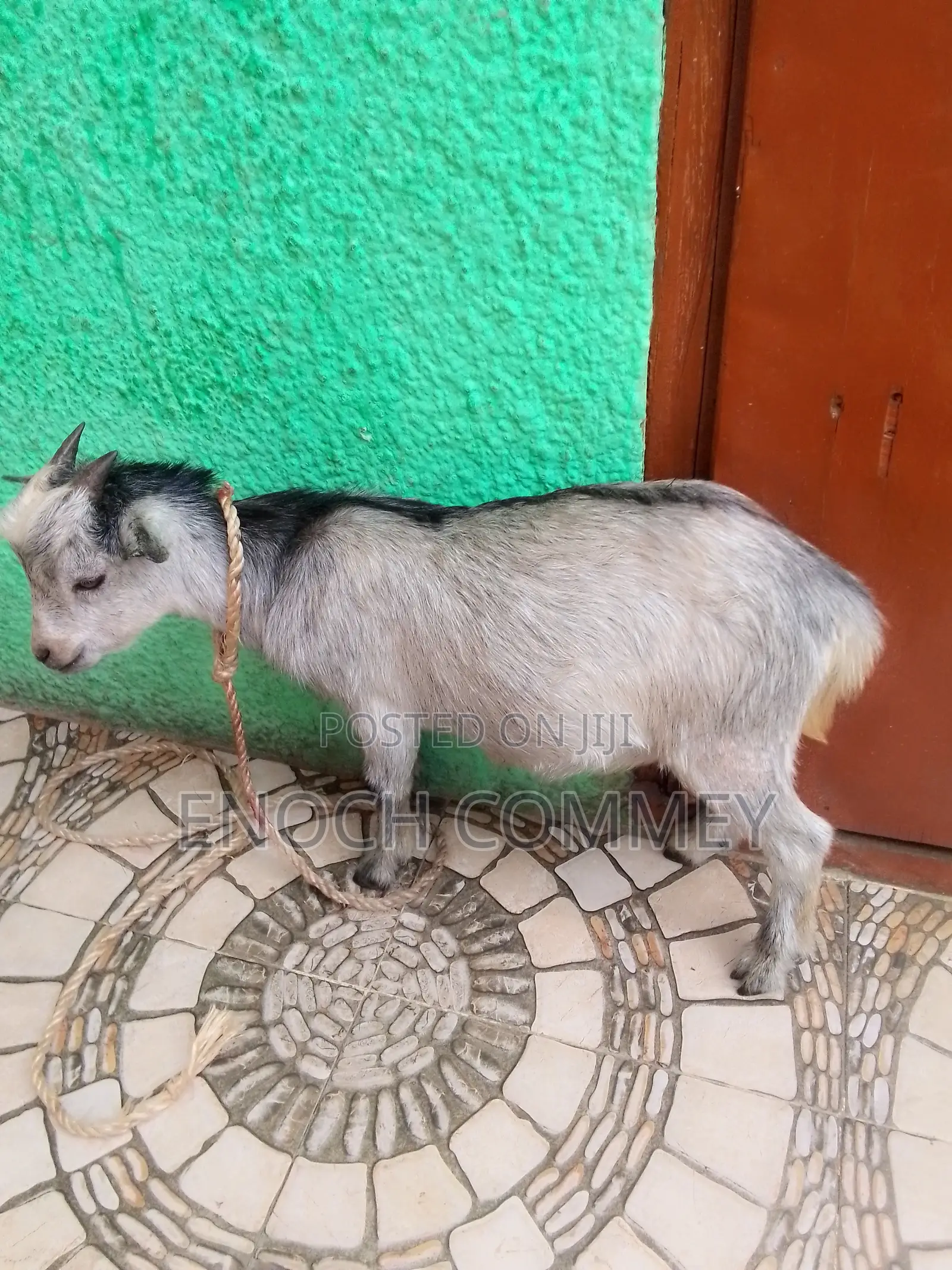 Pure Local Matured Male Goat