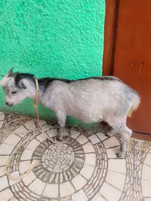 Pure Local Matured Male Goat
