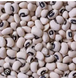 Bean - Organic