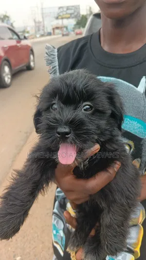1-3 months Female Purebred Maltipoo