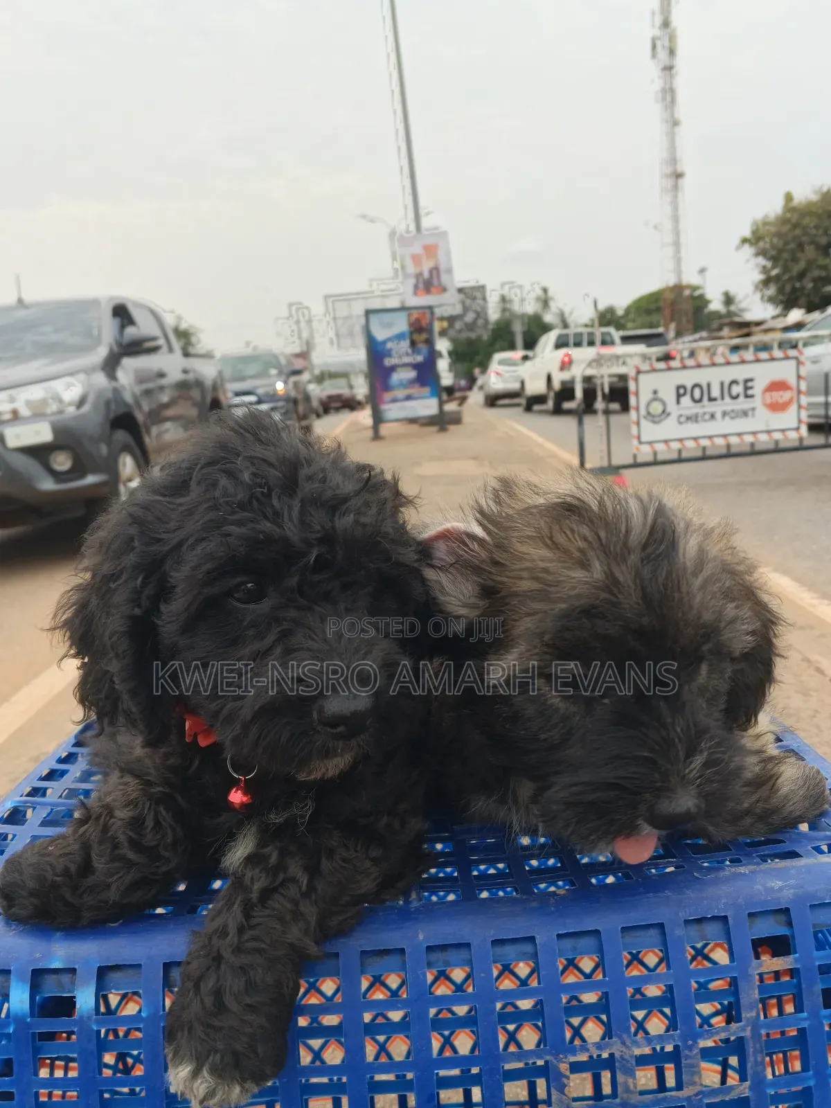 1-3 months Female Purebred Maltipoo