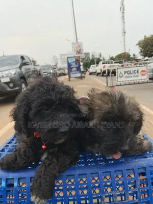 1-3 months Female Purebred Maltipoo