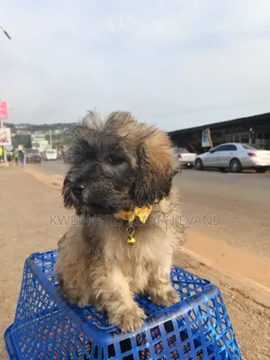 1-3 months Female Purebred Maltipoo