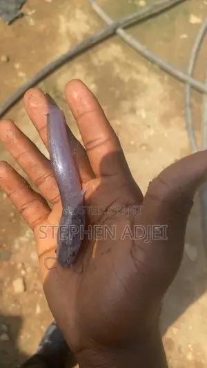 Healthy Catfish and Tilapia Fingerlings Available