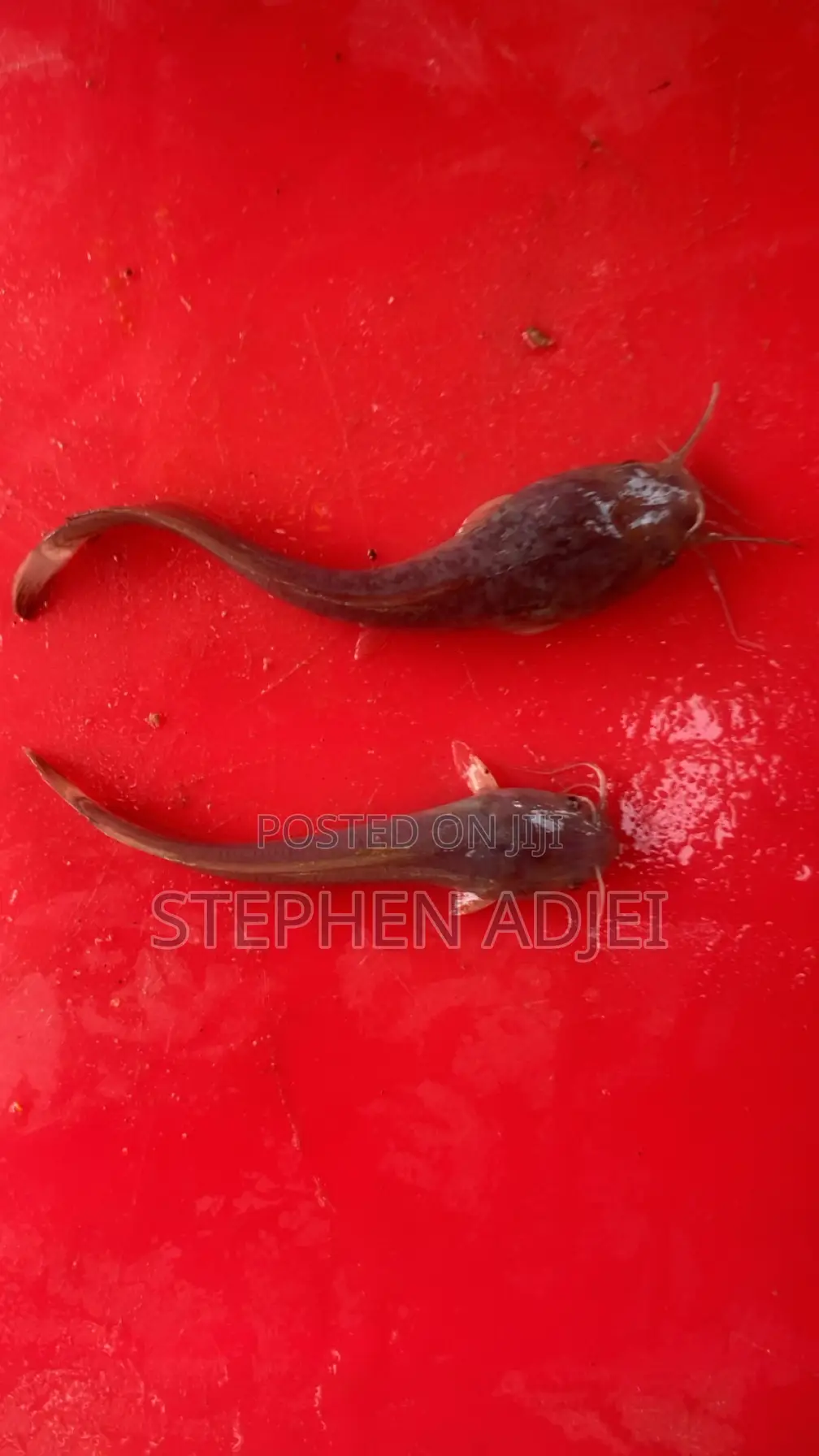 Healthy Catfish and Tilapia Fingerlings Available