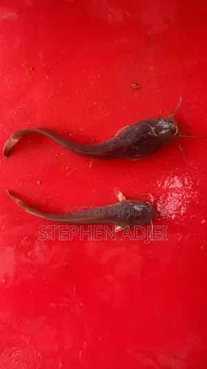 Healthy Catfish and Tilapia Fingerlings Available