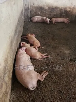 Piglets for Sale