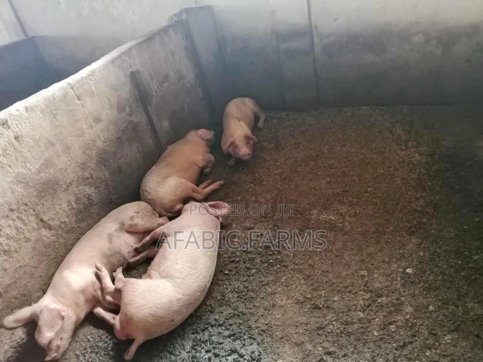 Piglets for Sale