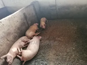 Piglets for Sale