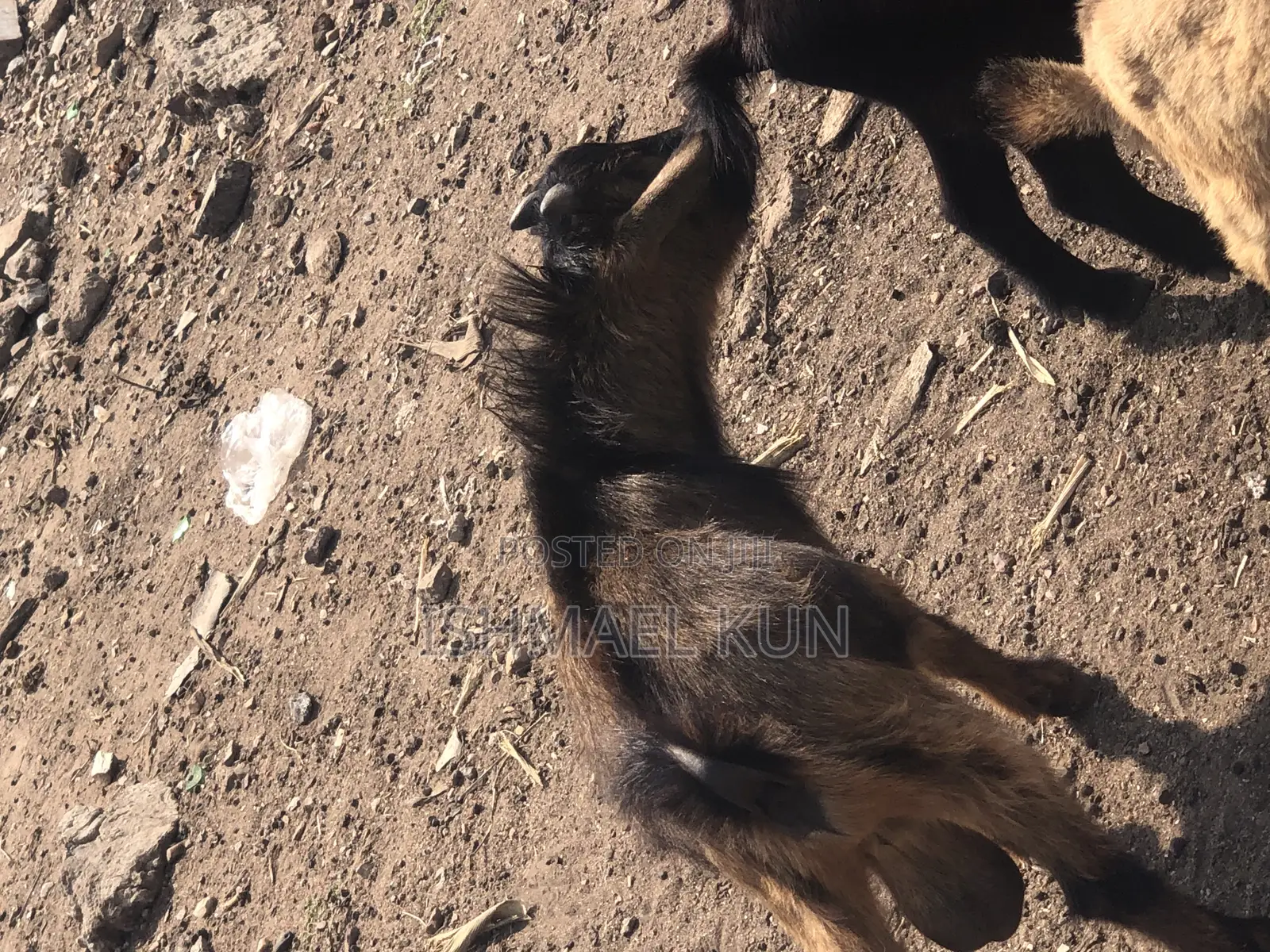 Male Goat for Sale for Christmas