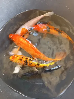 Koi Fishes