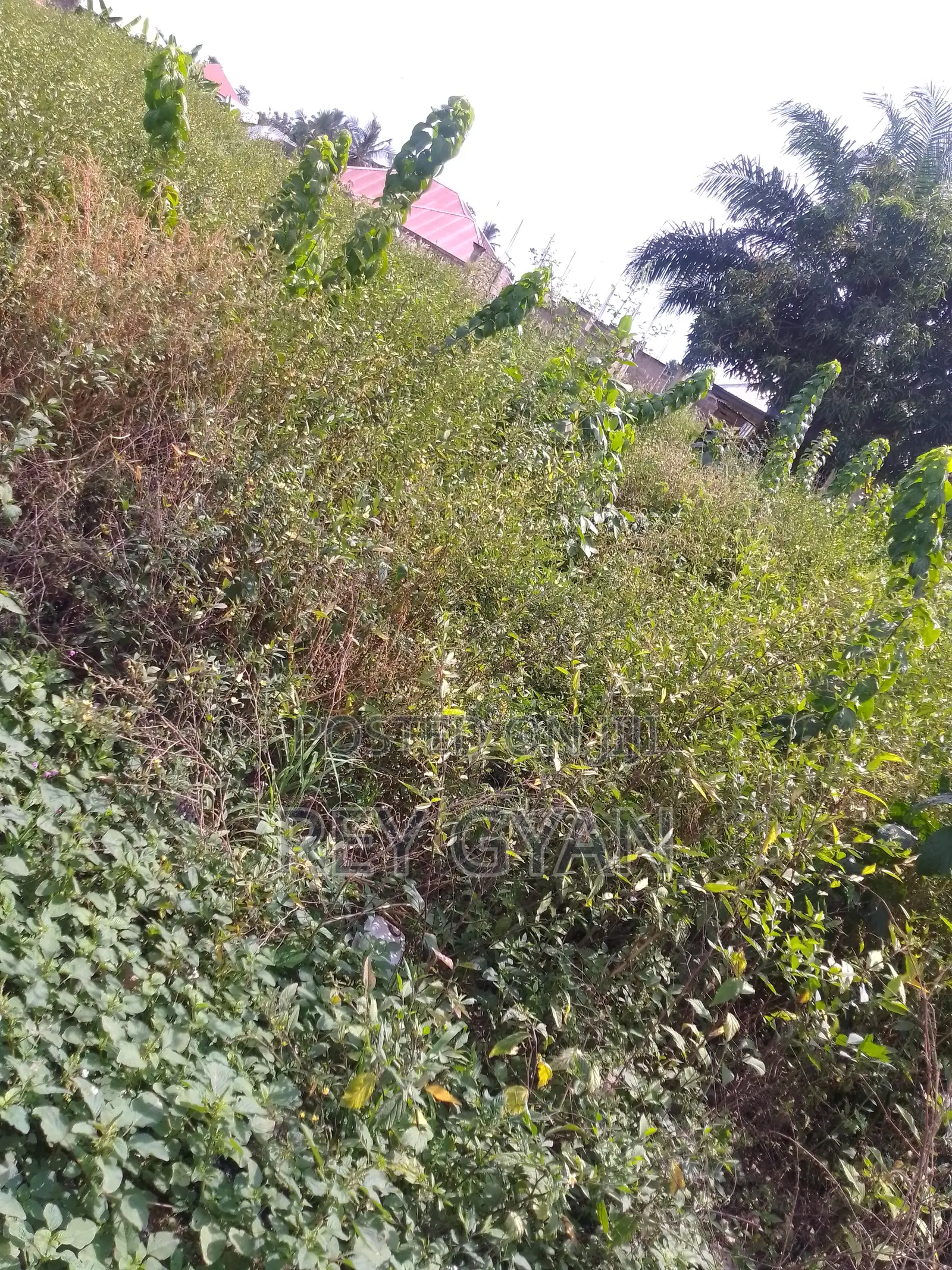 Botwe Estate Half Plot Available at Agona Swedru.