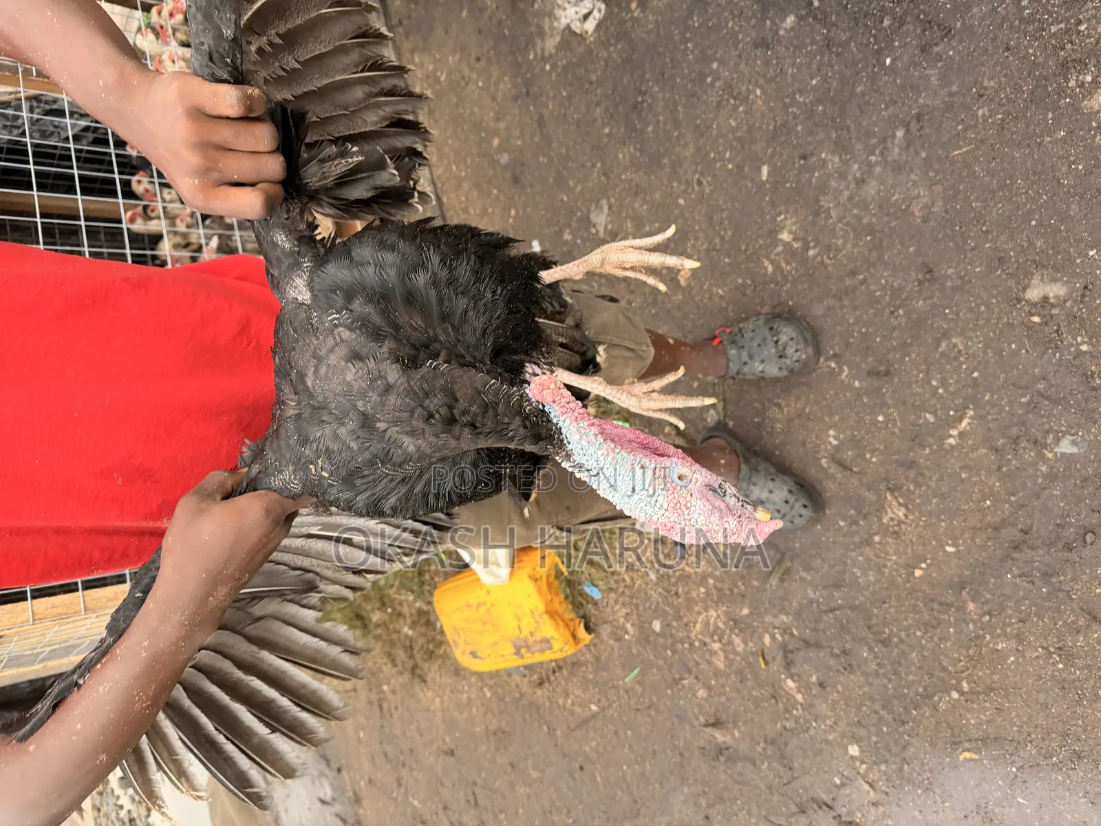Holiday Promotion Ducks/Turkey