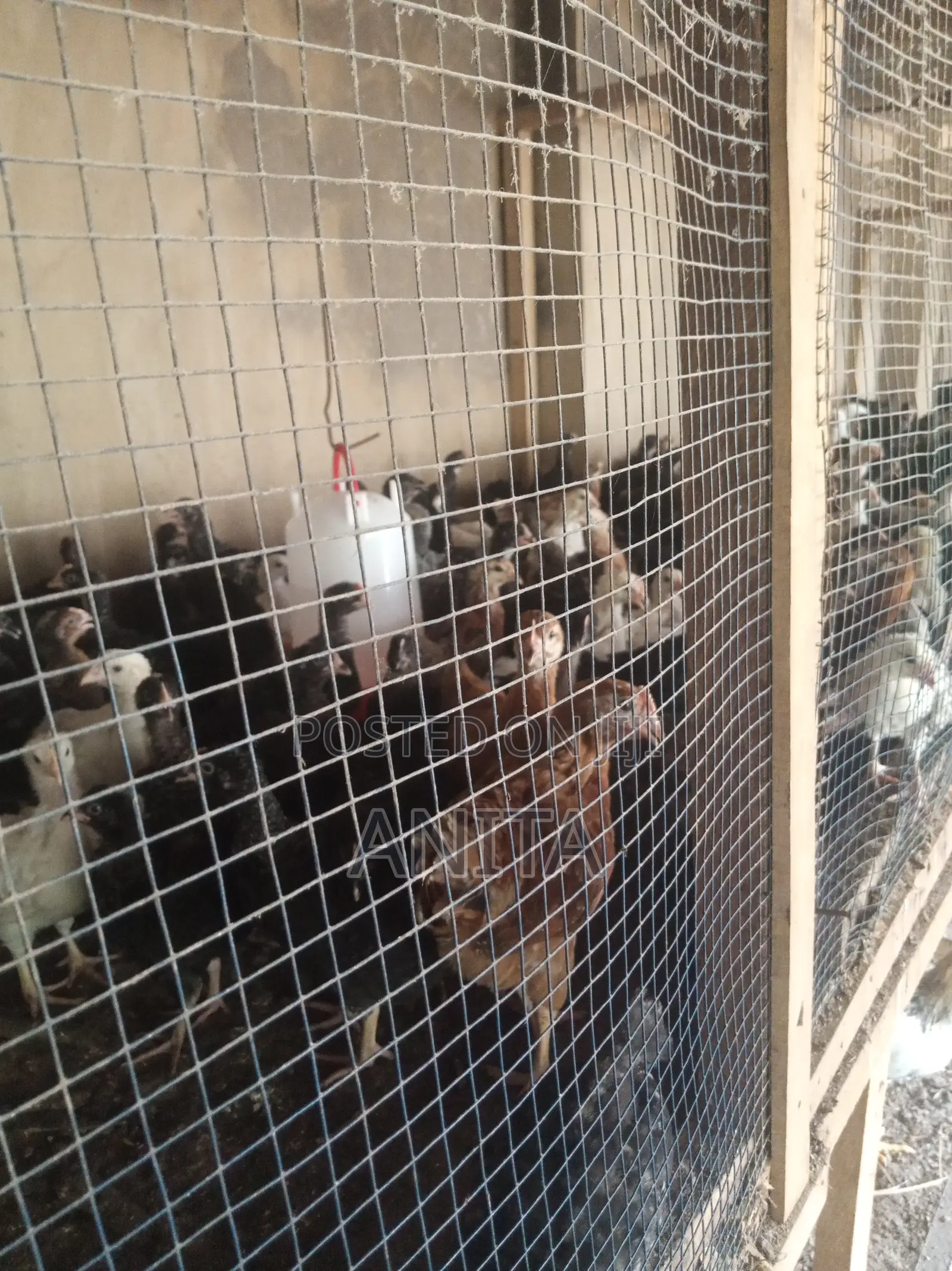 8 Weeks Chicks
