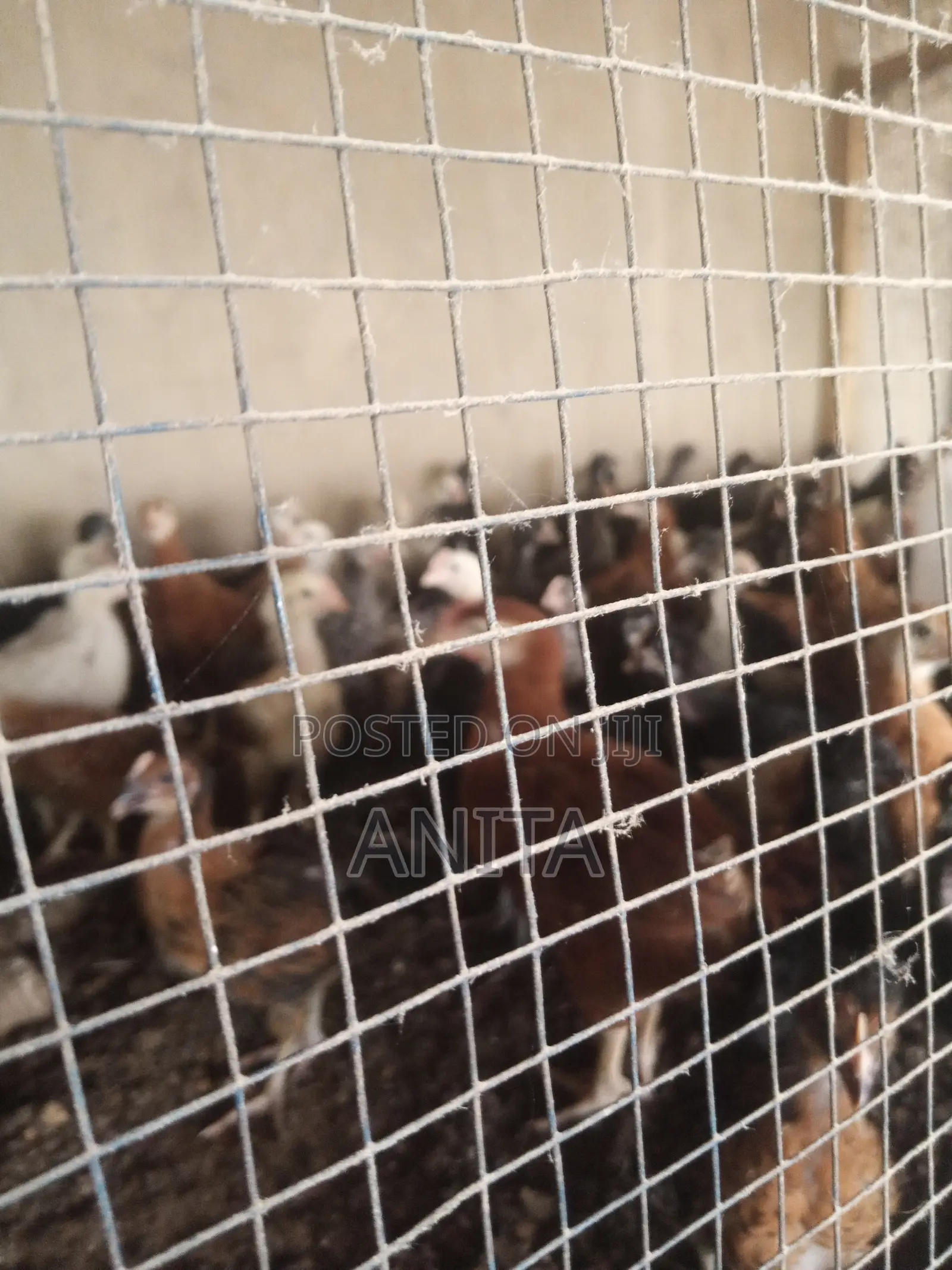 8 Weeks Chicks
