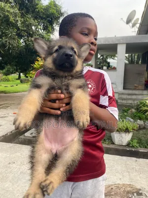 6-12 months Female Purebred German Shepherd
