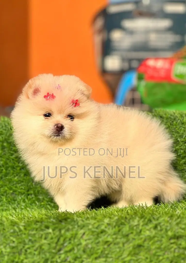 1-3 months Female Purebred Pomeranian