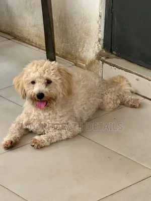 6-12 months Female Purebred Maltese
