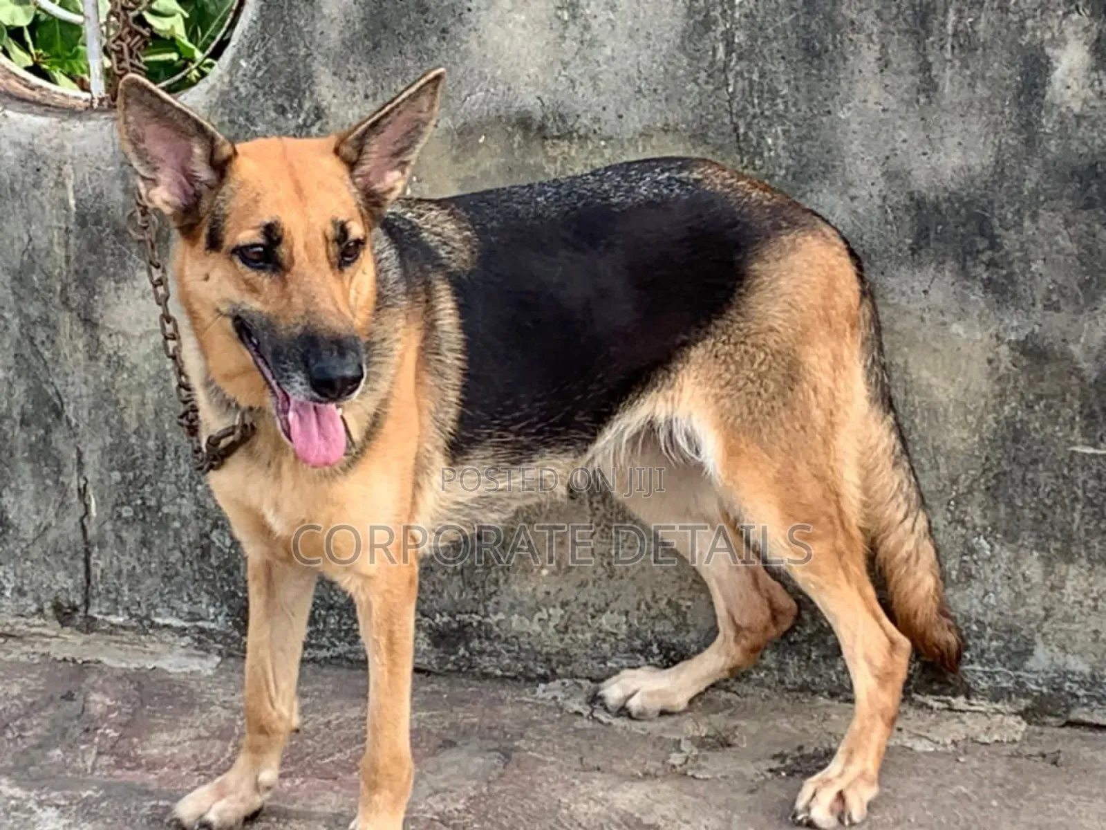 1+ year Female Purebred German Shepherd