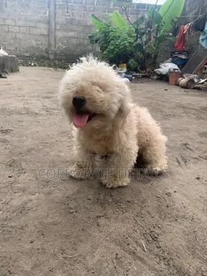 6-12 months Female Purebred Maltese