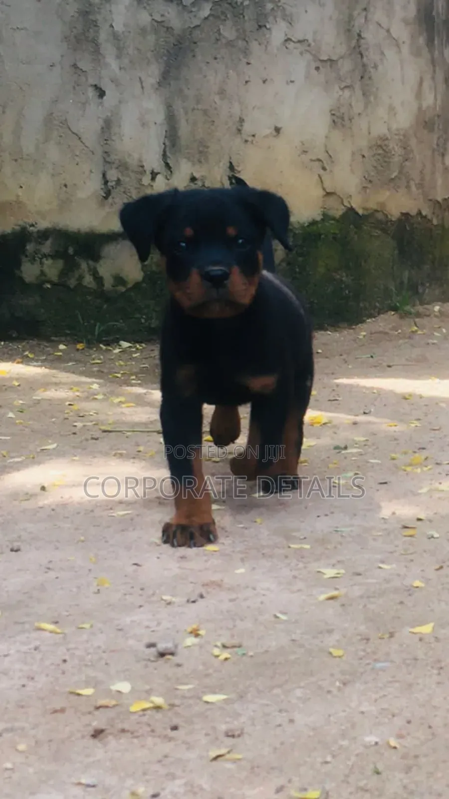 1-3 months Female Purebred Rottweiler