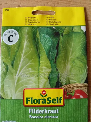 Long/ Pointed Cabbage