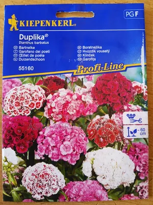 Dianthus Barbatus/ Sweet William Flower Seeds