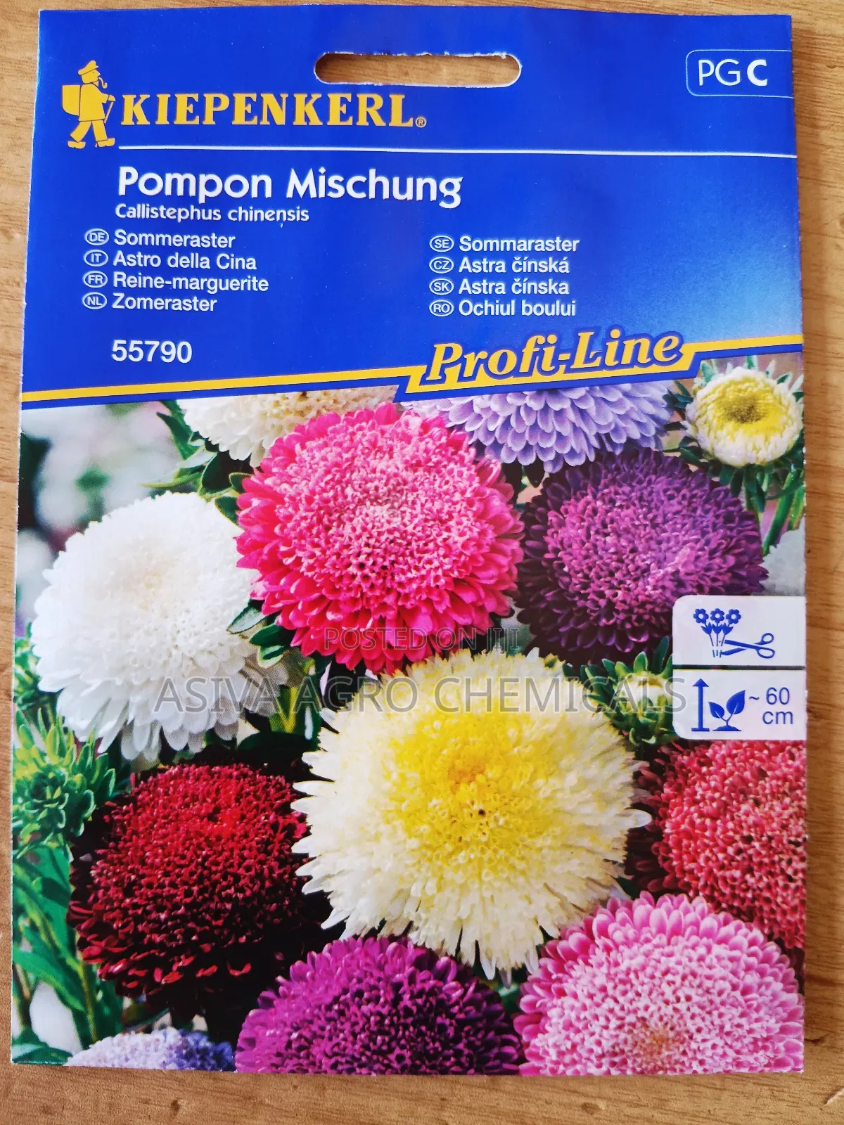 China Aster