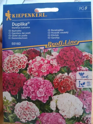 Dianthus Barbatus/ Sweet William Flower Seeds