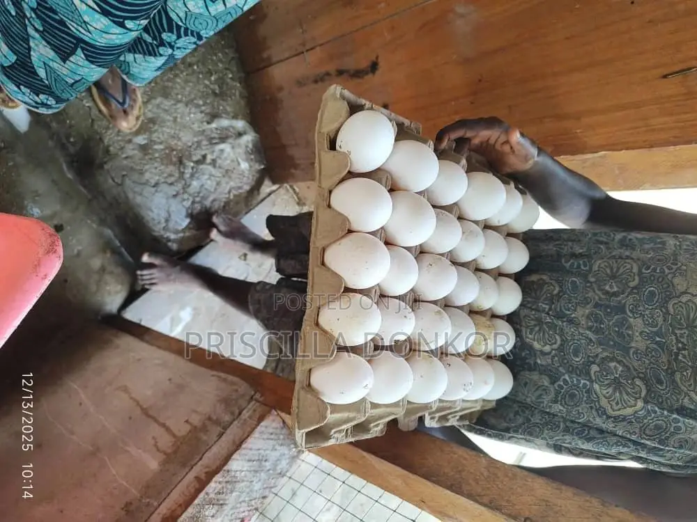 Laying Birds for Sale . 80% Percent Laying Rate. 9 Months Old